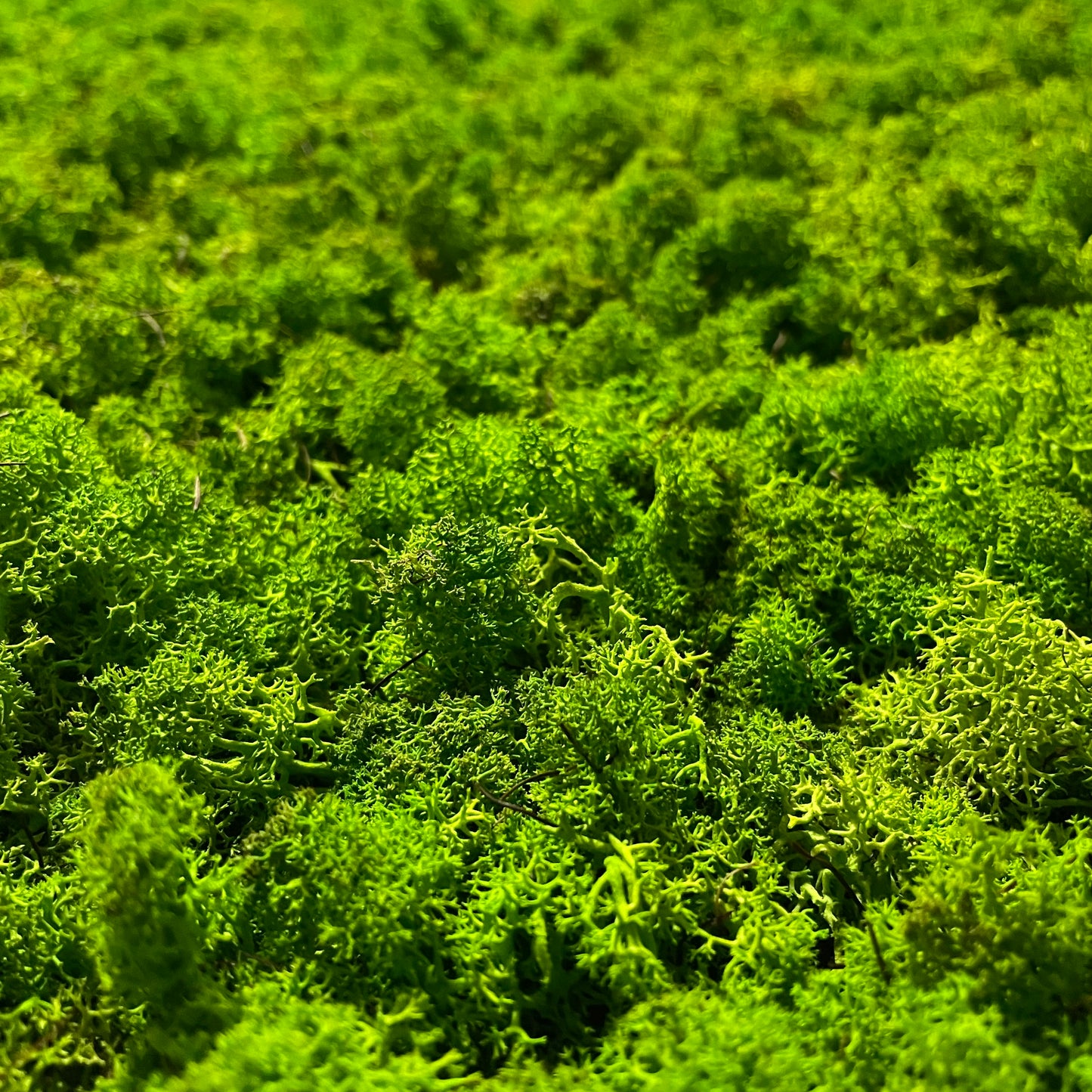 Giardino Verticale Amazzonia e Camouflage