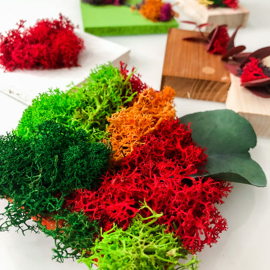 Mini Assaggi Box Mini MAFFIN x 5