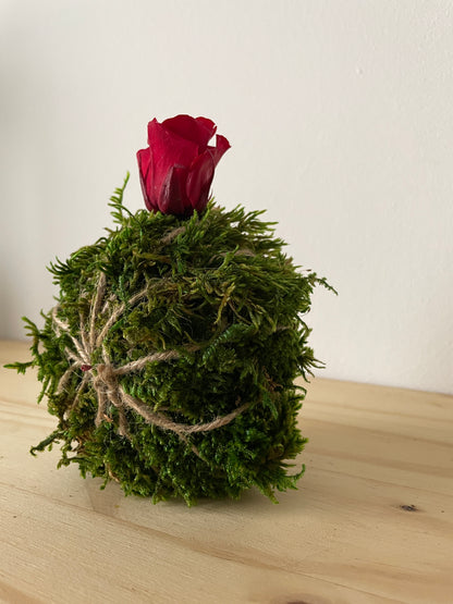 Kokedama