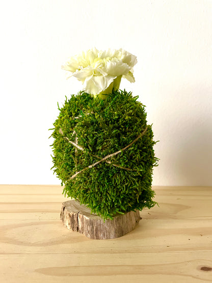 Kokedama