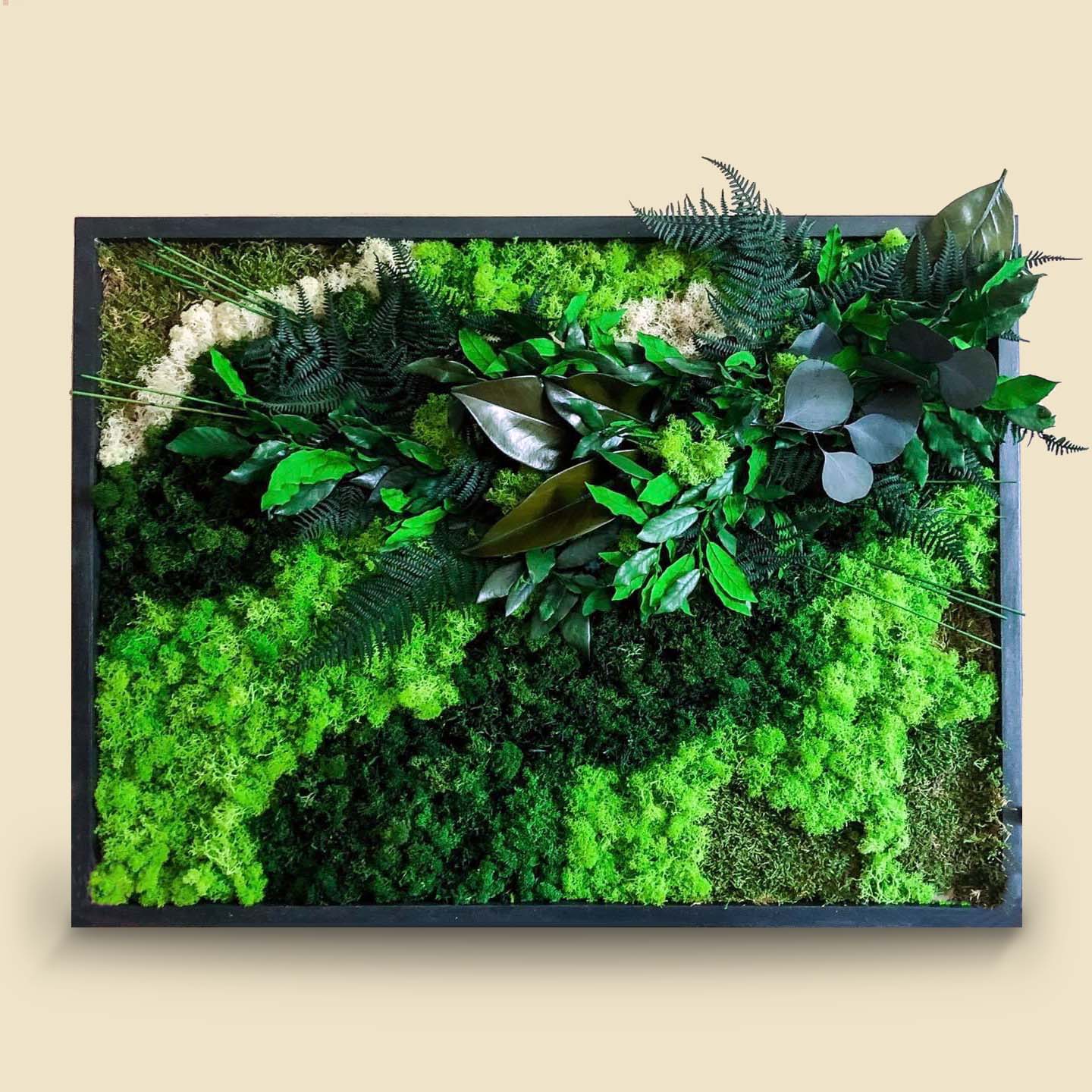 Lichene quadri vegetali stabilizzati giardino verticale muschio verde